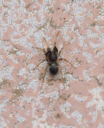 Réf. 254 162 : Phrurolithus sp.